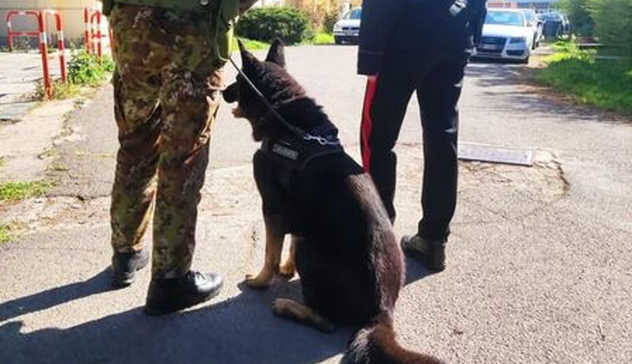 Droga nascosta nei bagni della scuola trovata da Black, il cane dei carabinieri 