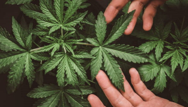 Cannabis, 22,3% studenti scuole superiori l'ha fumata, studio su generazione Z