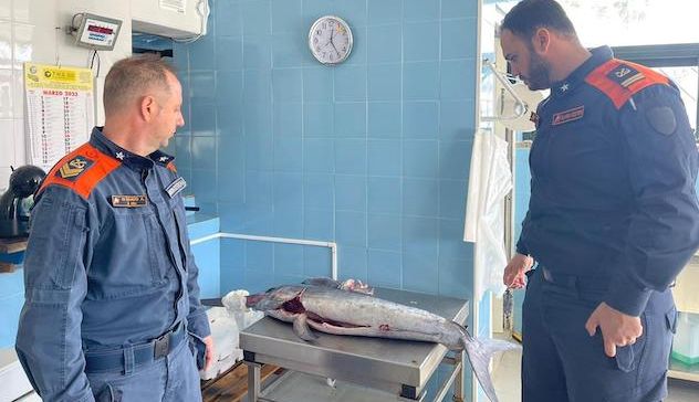Golfo Aranci. Pesce spada sequestrato e devoluto in beneficenza dalla Guardia Costiera