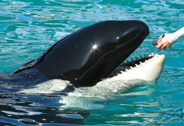 Lolita, l'orca tornata in libertà dopo 50 anni in un acquario