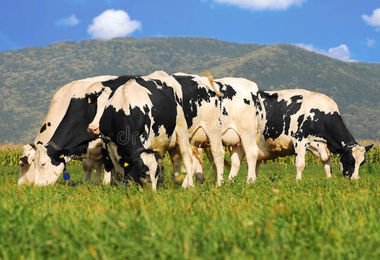 Espolde fattoria in Texas: morte 18mila mucche, un ferito