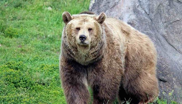 Aggressione a runner in Trentino: il Tar sospende l'abbattimento dell'orsa Jj4