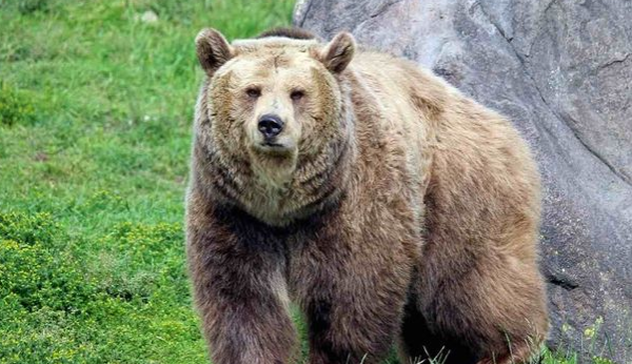 La mamma di Andrea Papi: “L'abbattimento dell’orsa non mi dà indietro mio figlio”