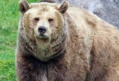 La mamma di Andrea Papi: “L'abbattimento dell’orsa non mi dà indietro mio figlio”