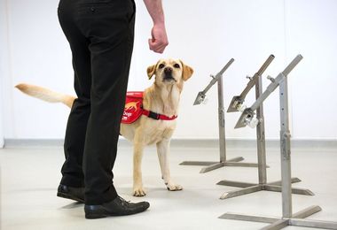 Sassari: cani da screening più efficaci dei test antigenici per rilevare il Covid