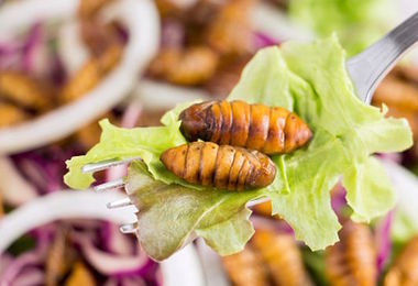Eurispes, insetti nel piatto? 82% italiani non propenso ad assaggiarli