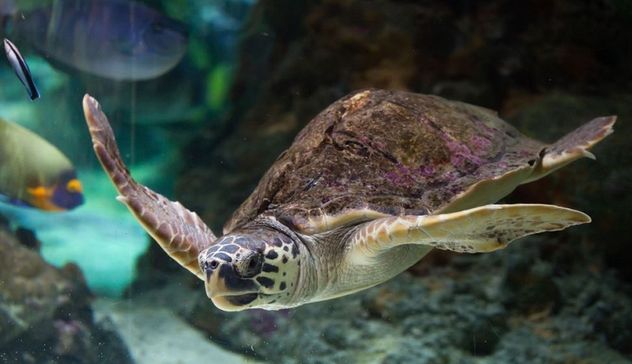 Golfo Aranci: tartaruga Caretta caretta in difficoltà salvata dalla Guardia costiera