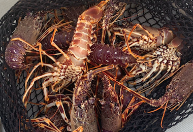 Alghero, sequestrate 13 piccole aragoste pescate illegalmente
