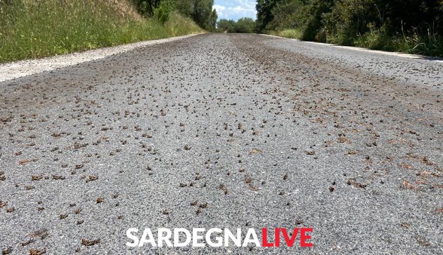 In Sardegna 50mila ettari invasi da cavallette, interviene la Fao