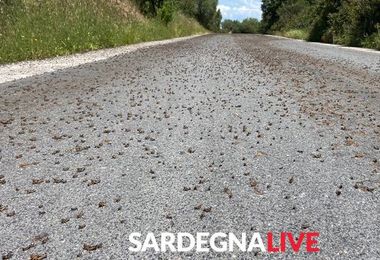 In Sardegna 50mila ettari invasi da cavallette, interviene la Fao