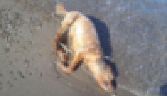 Orrore a Policoro: cane legato a una boa in mare e lasciato annegare