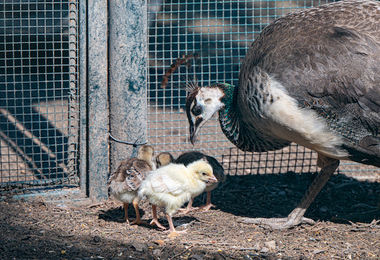 Schiuse nove uova di pavone al Parco di Monte Urpinu