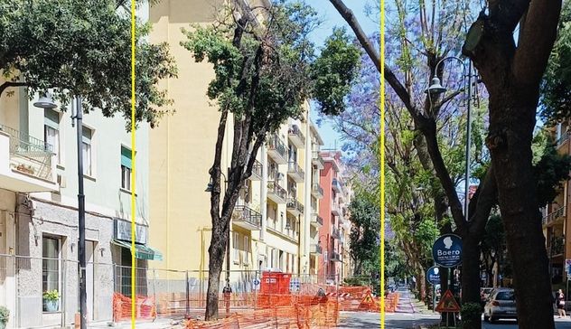 Cagliari, 14 prunus pissardi sostituiranno altrettanti alberi a rischio schianto 