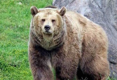 L’orsa Jj4 potrà vivere in Romania: accordo per il trasferimento al 'Libearty Sanctuary'
