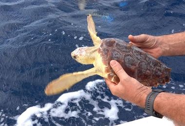 Il Parco dell'Asinara libera la tartaruga Carletto