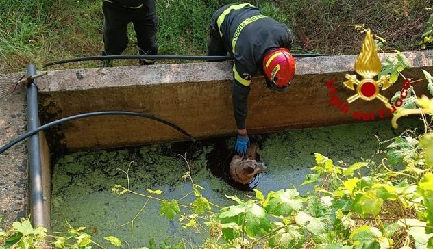 Cagnolino caduto nell'acqua in difficoltà: intervento dei Vigili del fuoco nell'Oristanese
