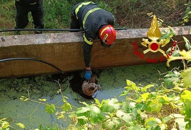 Cagnolino caduto nell'acqua in difficoltà: intervento dei Vigili del fuoco nell'Oristanese