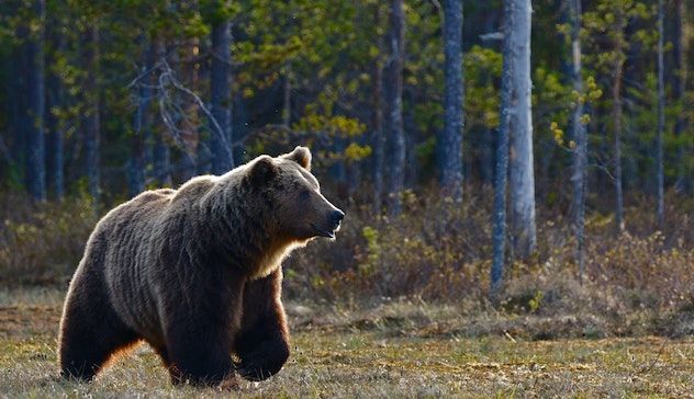 Gli orsi Jj4 e Mj5 sono salvi, il Consiglio di Stato accoglie il ricorso degli animalisti