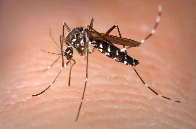 Una zanzara lo punge in Brasile: morto un 14enne friulano