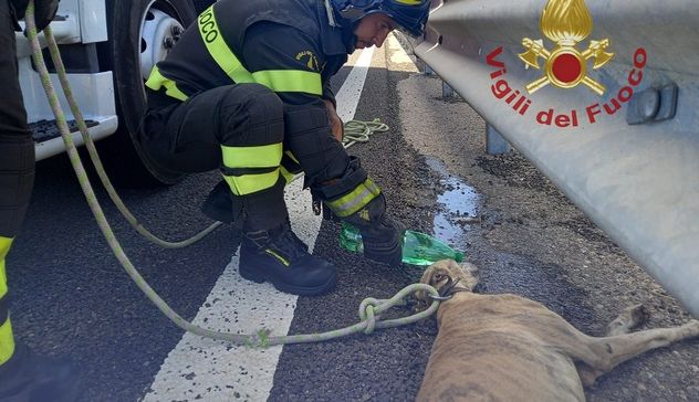 Cane ferito si ripara sotto il guard rail sulla Ss 131: salvato dai Vigili del fuoco