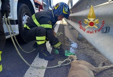 Cane ferito si ripara sotto il guard rail sulla Ss 131: salvato dai Vigili del fuoco