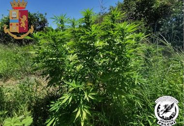 Coltivava marijuana tra gli alberi da frutto a San Sperate: arrestato 