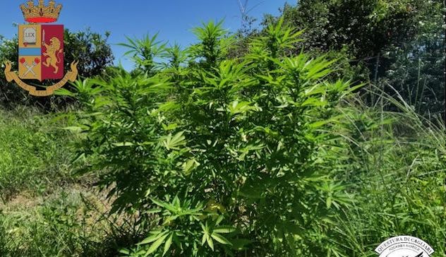 Coltivava marijuana tra gli alberi da frutto a San Sperate: arrestato 