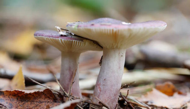 Pranzo di famiglia a base di funghi: 3 morti, indagata la nuora