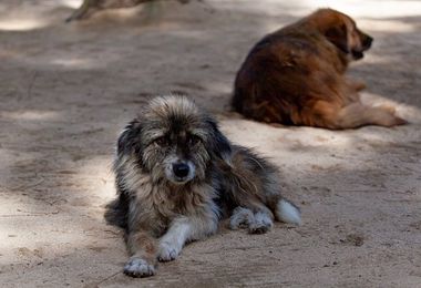 Enpa: “Solo a luglio recuperati 2.345 cani abbandonati”