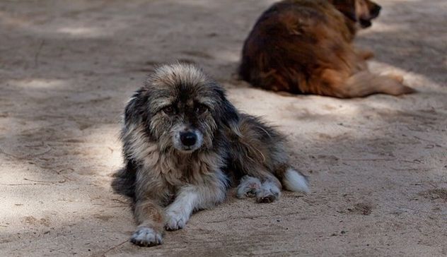 Enpa: “Solo a luglio recuperati 2.345 cani abbandonati”