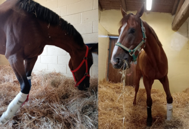 Palio di Siena, gli animalisti: “Basta, mette in pericolo la vita dei cavalli”