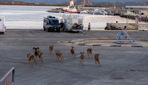 Mufloni a spasso nel porto di Arbatax mentre i turisti sbarcano in Sardegna 