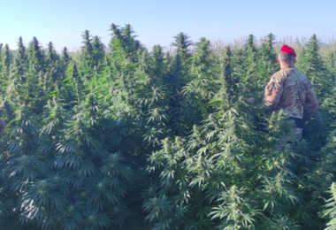 A Ozieri 2.600 piante di cannabis: tre in manette