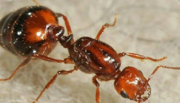 Scienziati lanciano l'allarme: la formica di fuoco è arrivata in Italia
