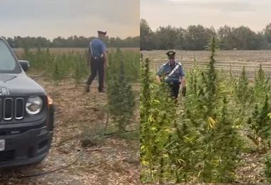 Arborea. Sequestrata piantagione di un ettaro di canapa da droga: arrestato 18enne che la coltivava. Il video 