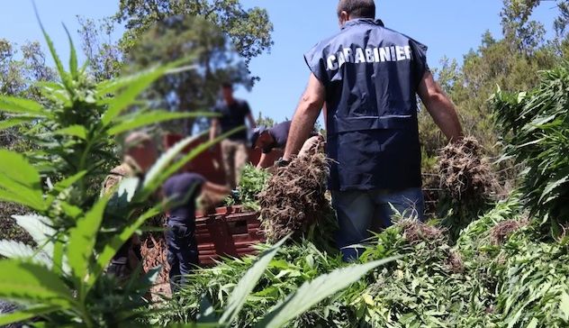 120 chili di marijuana nascosti in un capanno, allevatore arrestato a Fonni