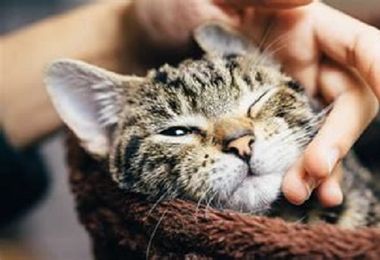 Sassari: contributi dal Comune per sterilizzare le gatte delle colonie feline riconosciute