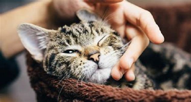 Sassari: contributi dal Comune per sterilizzare le gatte delle colonie feline riconosciute