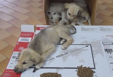 Muravera. Barracelli e Polizia locale salvano cuccioli abbandonati
