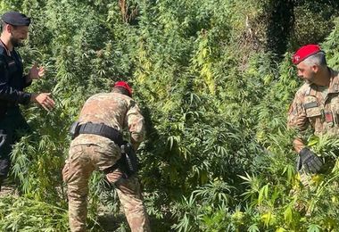 Blitz a Orune e Bono: 2 arresti per coltivazione e traffico di droga