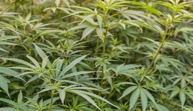 Semi di cannabis: quali sono coltivabili e quali sono vietati?