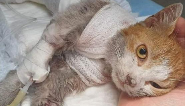 Scuoiato vivo, gattino muore dopo 4 giorni di agonia