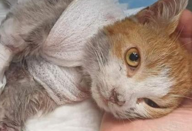 Scuoiato vivo, gattino muore dopo 4 giorni di agonia