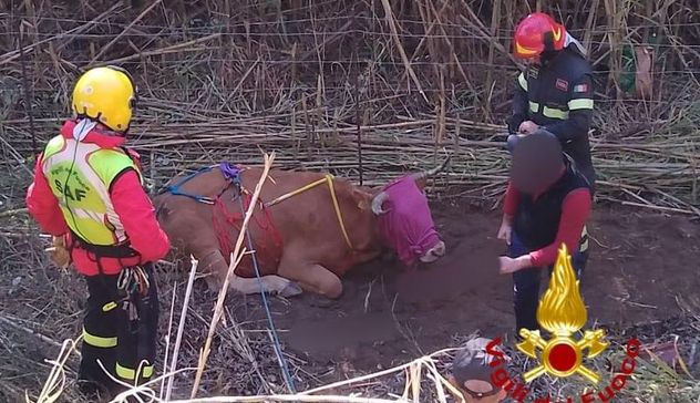 Bovino e cane soccorsi dai Vigili del fuoco nel Nuorese