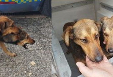 Sardara, 2 cagnolini salvati dalla Polizia a Natale 