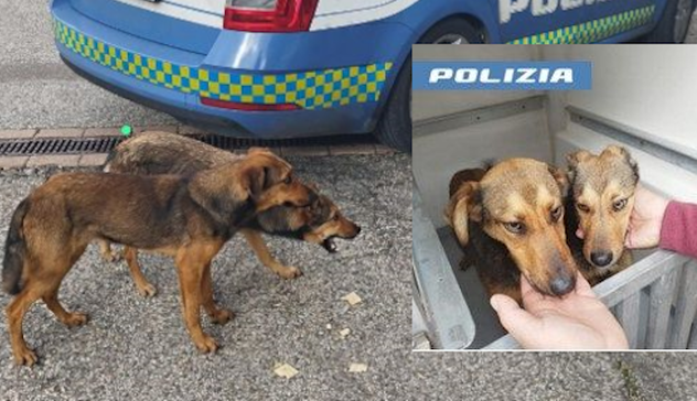 Sardara, 2 cagnolini salvati dalla Polizia a Natale 
