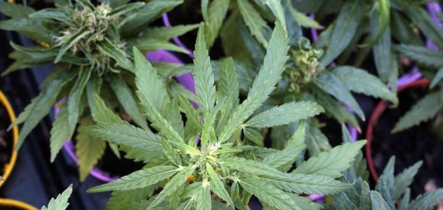 Schillaci, 'estratti cannabis usati come novel food, non autorizzati'