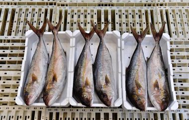 Schillaci, 'criticità per mercurio e cadmio nel settore ittico'