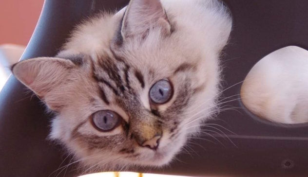 Perché oggi, 17 febbraio, è la Festa nazionale del gatto