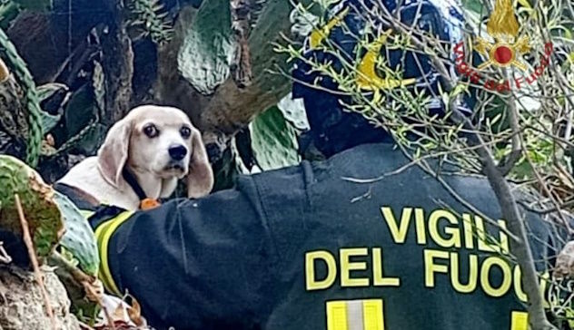 Cagliari. Cane intrappolato tra le spine salvato dai Vigili del Fuoco